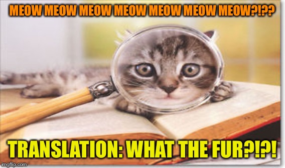 MEOW MEOW MEOW MEOW MEOW MEOW MEOW?!?? TRANSLATION: WHAT THE FUR?!?! | made w/ Imgflip meme maker