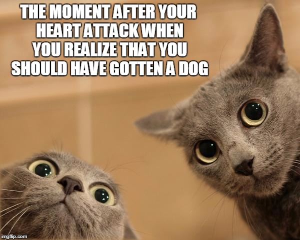 YOU CAN ALWAYS RELY ON A CAT | THE MOMENT AFTER YOUR HEART ATTACK WHEN YOU REALIZE THAT YOU SHOULD HAVE GOTTEN A DOG | image tagged in startled cats,heart attack,funny cats,funny dogs | made w/ Imgflip meme maker