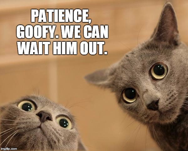IN A PAIR THERE IS ALWAYS A SMARTER ONE | PATIENCE, GOOFY. WE CAN WAIT HIM OUT. | image tagged in startled cats,funny cats,cats | made w/ Imgflip meme maker
