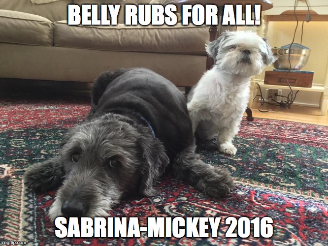 BELLY RUBS FOR ALL! SABRINA-MICKEY 2016 | image tagged in funny dogs | made w/ Imgflip meme maker