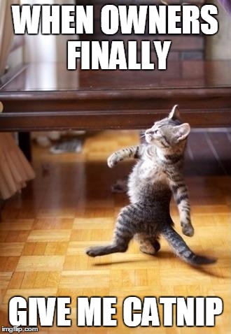 Cool Cat Stroll | WHEN OWNERS FINALLY; GIVE ME CATNIP | image tagged in memes,cool cat stroll | made w/ Imgflip meme maker