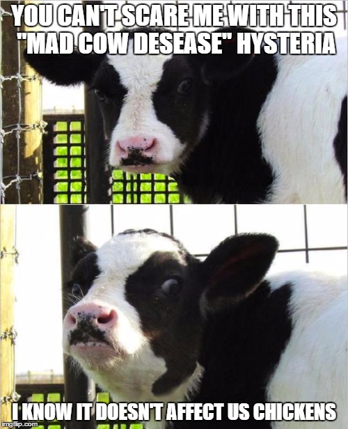 Mad Cow | YOU CAN'T SCARE ME WITH THIS "MAD COW DESEASE" HYSTERIA; I KNOW IT DOESN'T AFFECT US CHICKENS | image tagged in funny,memes,funny memes | made w/ Imgflip meme maker