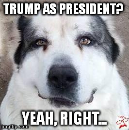 Tatiana's thought on Trump for Prez | TRUMP AS PRESIDENT? YEAH, RIGHT... | image tagged in politics,trump,dog | made w/ Imgflip meme maker