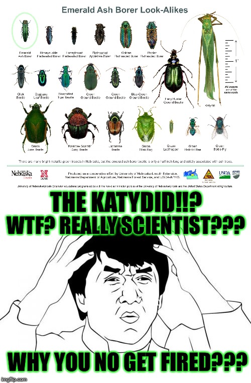 Emerald Ash Borer Look-Alikes??? | THE KATYDID!!? WTF? REALLY SCIENTIST??? WHY YOU NO GET FIRED??? | image tagged in memes,gardening,jackie chan wtf,insects,beetle | made w/ Imgflip meme maker