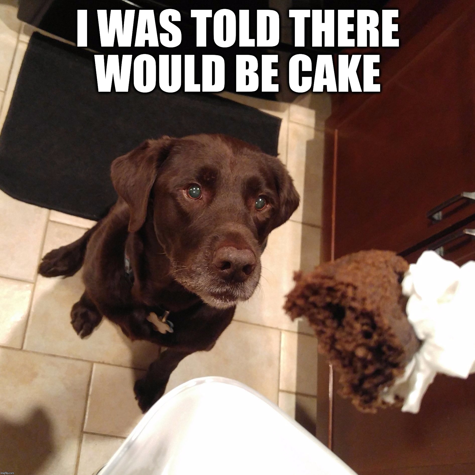 I was told there would be cake  | I WAS TOLD THERE WOULD BE CAKE | image tagged in chuckie the chocolate lab,cake,dog meme,funny dogs,cute,labrador | made w/ Imgflip meme maker