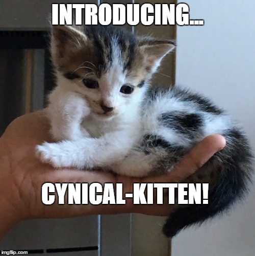 Cynical-kitten! | INTRODUCING... CYNICAL-KITTEN! | image tagged in humor,cats,kittens,funny,cynicism | made w/ Imgflip meme maker