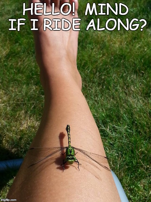 Ride along | HELLO!  MIND IF I RIDE ALONG? | image tagged in legs | made w/ Imgflip meme maker