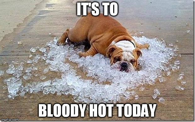 Hotdog | IT'S TO; BLOODY HOT TODAY | image tagged in hotdog,memes,funny,summer,warm weather | made w/ Imgflip meme maker