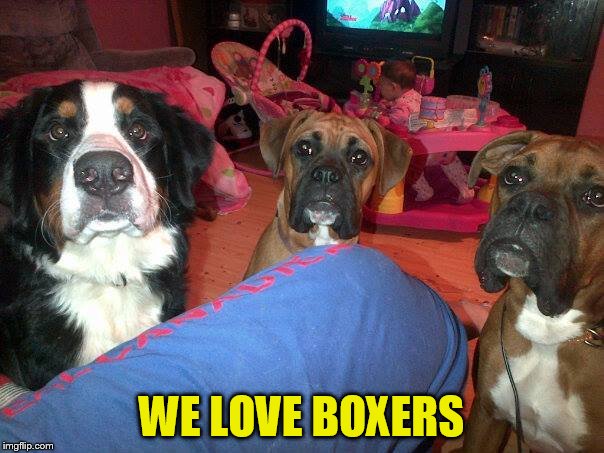 dogs | WE LOVE BOXERS | image tagged in dogs | made w/ Imgflip meme maker