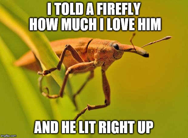 Happy Insect | I TOLD A FIREFLY HOW MUCH I LOVE HIM; AND HE LIT RIGHT UP | image tagged in happy insect | made w/ Imgflip meme maker