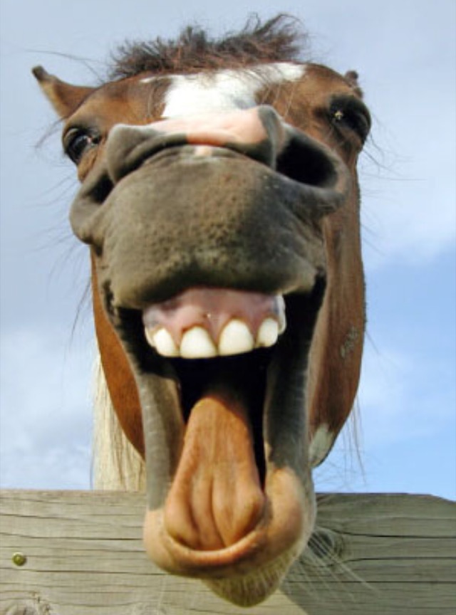 High Quality Horse teeth Blank Meme Template