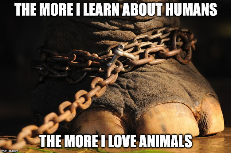 animals | THE MORE I LEARN ABOUT HUMANS; THE MORE I LOVE ANIMALS | image tagged in animal rights | made w/ Imgflip meme maker