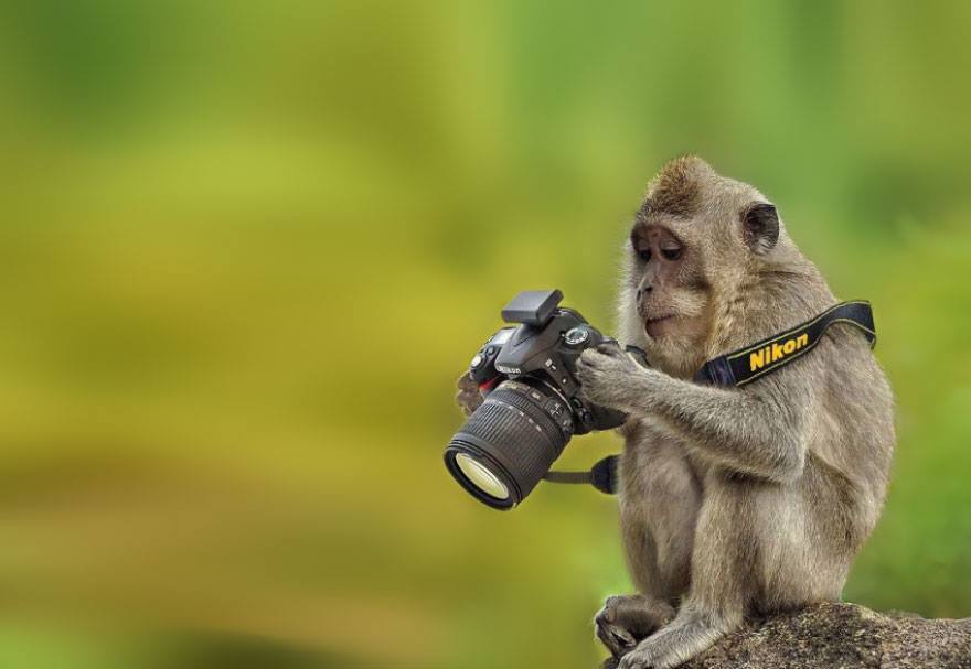 High Quality monkey camera Blank Meme Template