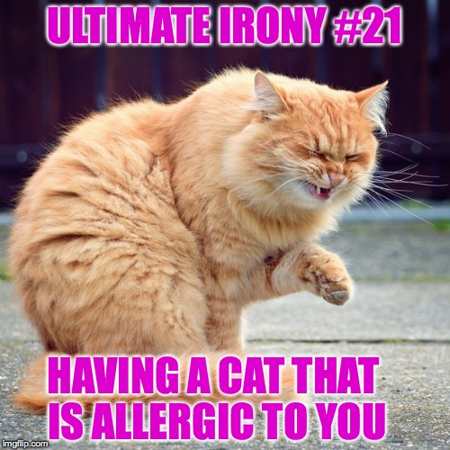 My cat is sneezing a bit lately. | ULTIMATE IRONY #21; HAVING A CAT THAT IS ALLERGIC TO YOU | image tagged in memes,funny,cats,allergies,lol,cute | made w/ Imgflip meme maker