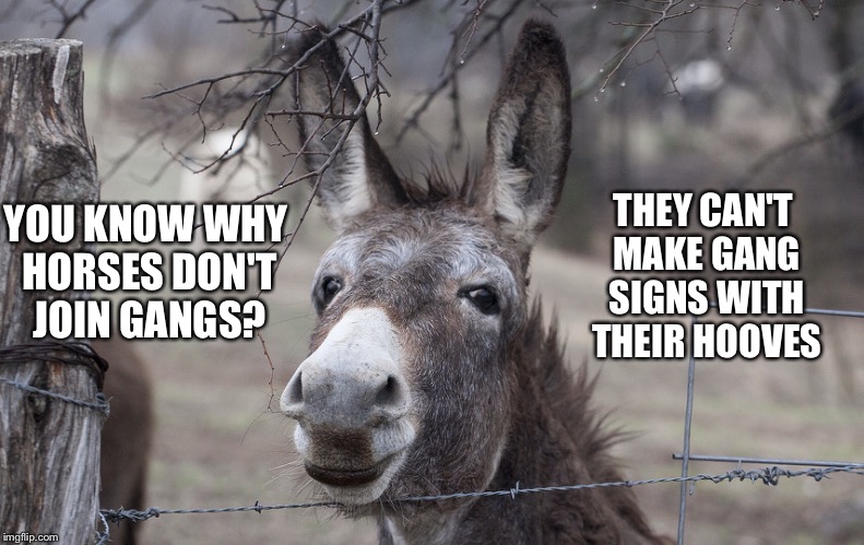 Donkey Talkin Trash | THEY CAN'T MAKE GANG SIGNS WITH THEIR HOOVES; YOU KNOW WHY HORSES DON'T JOIN GANGS? | image tagged in dad joke | made w/ Imgflip meme maker