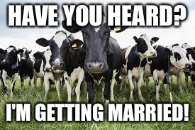 Cows for sale | HAVE YOU HEARD? I'M GETTING MARRIED! | image tagged in cows for sale | made w/ Imgflip meme maker