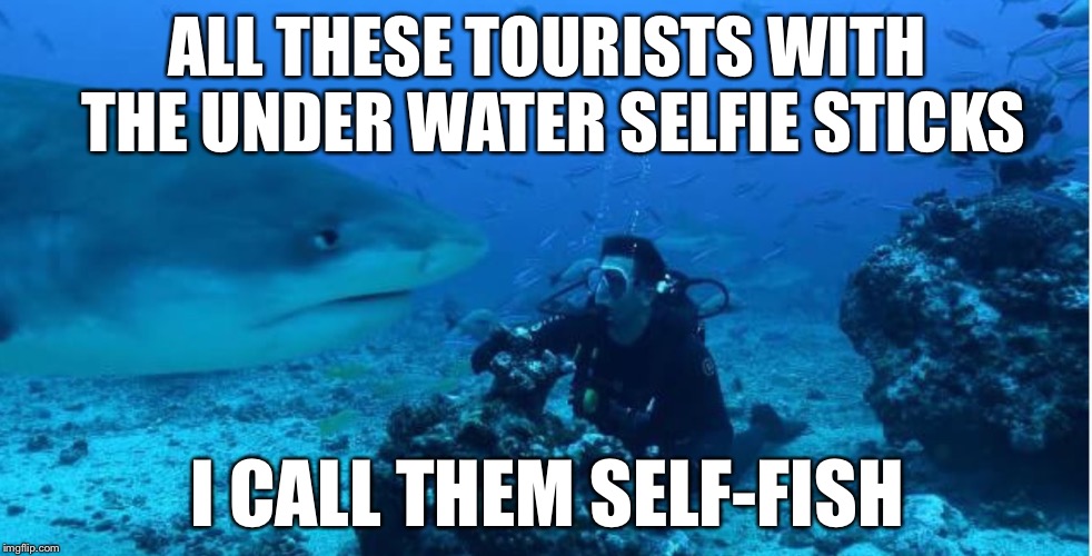 Annoyed Shark | ALL THESE TOURISTS WITH THE UNDER WATER SELFIE STICKS; I CALL THEM SELF-FISH | image tagged in annoyed shark,memes,bad puns,bad shark pun,funny animals | made w/ Imgflip meme maker