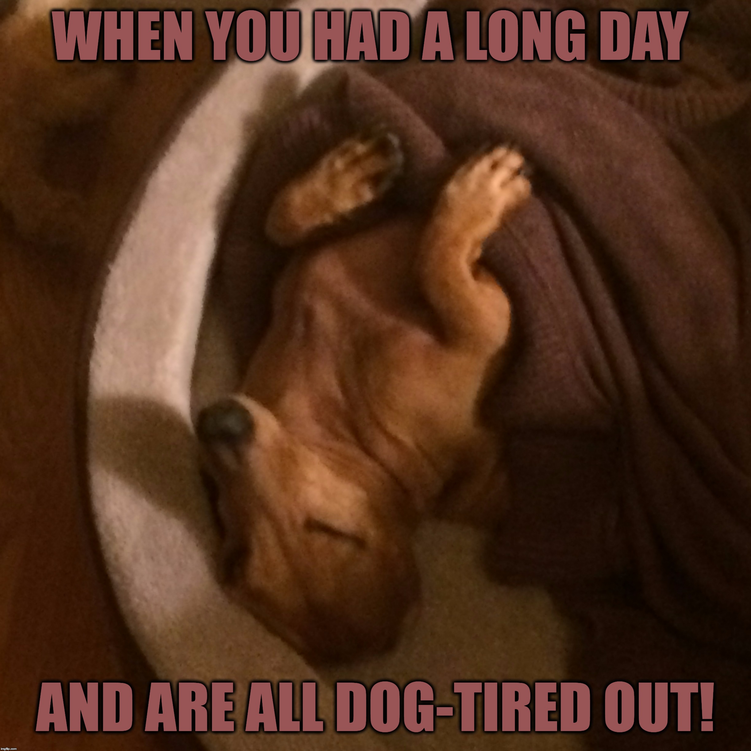 Never Have I Seen My Dog Sleep Like This Before | WHEN YOU HAD A LONG DAY; AND ARE ALL DOG-TIRED OUT! | image tagged in memes,funny,animals,dog,dachshund,too cute | made w/ Imgflip meme maker