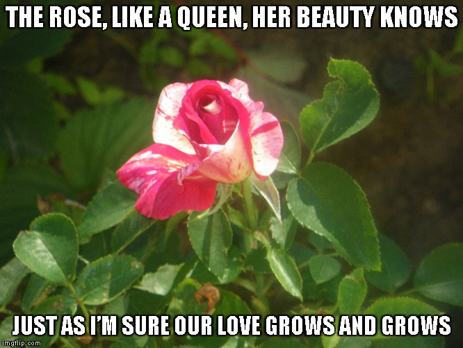 The Rose | THE ROSE, LIKE A QUEEN, HER BEAUTY KNOWS; JUST AS I’M SURE OUR LOVE GROWS AND GROWS | image tagged in roses,love,beauty | made w/ Imgflip meme maker