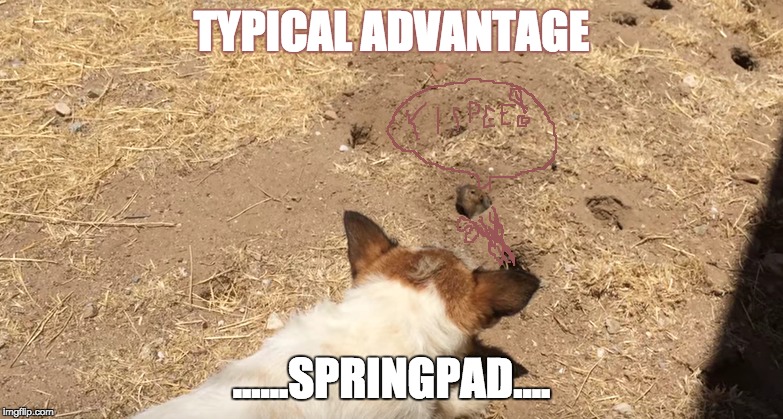 gopher finds perfect springpad | TYPICAL ADVANTAGE; ......SPRINGPAD.... | image tagged in dog,gopher,dogvsgopher,unfair,springpad,yippee | made w/ Imgflip meme maker
