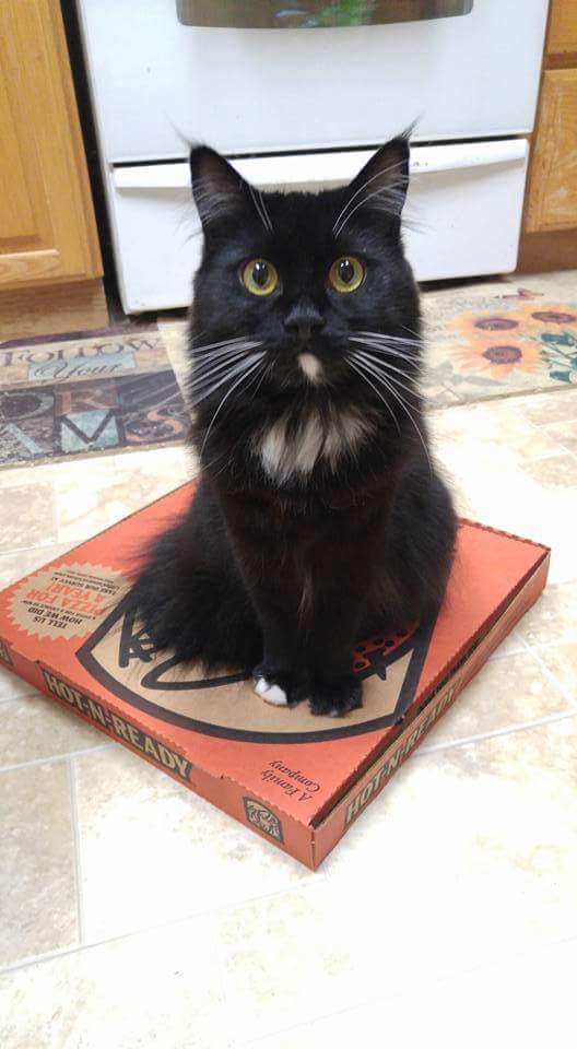 High Quality Cat pizza sits Blank Meme Template
