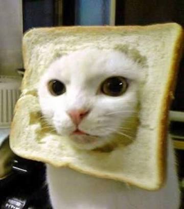 Bread cat Blank Meme Template