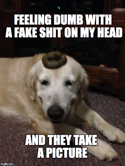 Dog | FEELING DUMB WITH A FAKE SHIT ON MY HEAD; AND THEY TAKE A PICTURE | image tagged in dog,memes,funny memes,shit | made w/ Imgflip meme maker