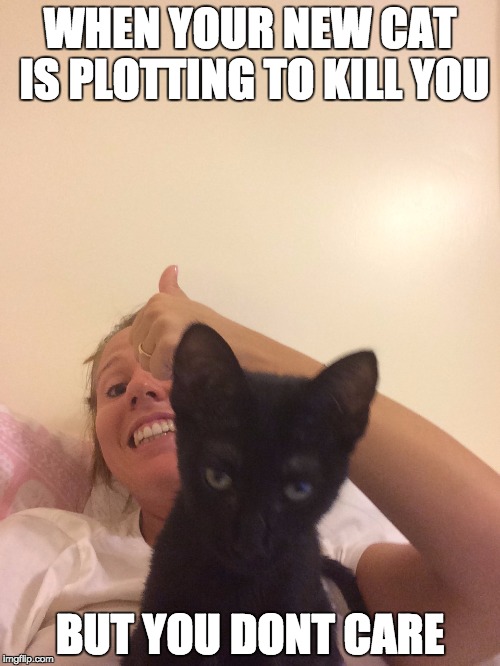 WHEN YOUR NEW CAT IS PLOTTING TO KILL YOU; BUT YOU DONT CARE | image tagged in cats,evil cat,funny,plottingcat | made w/ Imgflip meme maker
