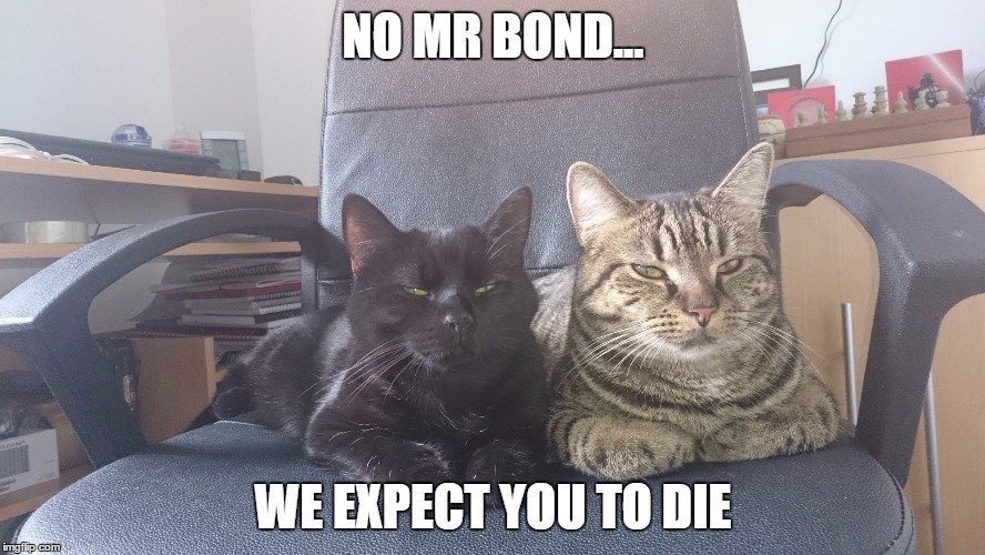 They're judging you | NO MR BOND... WE EXPECT YOU TO DIE | image tagged in evil cat | made w/ Imgflip meme maker