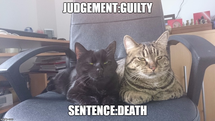 JUDGEMENT:GUILTY; SENTENCE:DEATH | image tagged in evil cats in chair | made w/ Imgflip meme maker
