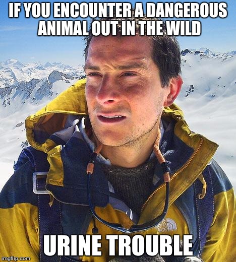 Bear Grylls | IF YOU ENCOUNTER A DANGEROUS ANIMAL OUT IN THE WILD; URINE TROUBLE | image tagged in memes,bear grylls | made w/ Imgflip meme maker