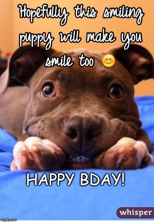 Smiling Puppy | HAPPY BDAY! | image tagged in happy birthday | made w/ Imgflip meme maker