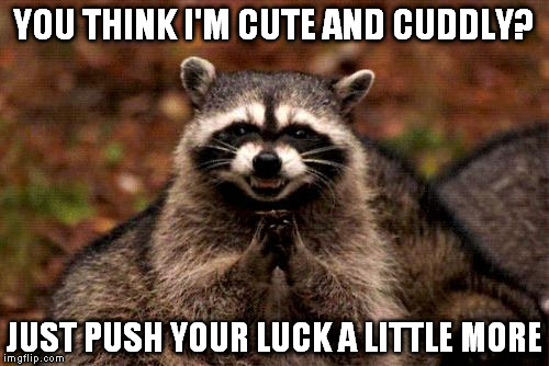 Evil Plotting Raccoon Meme | YOU THINK I'M CUTE AND CUDDLY? JUST PUSH YOUR LUCK A LITTLE MORE | image tagged in memes,evil plotting raccoon | made w/ Imgflip meme maker
