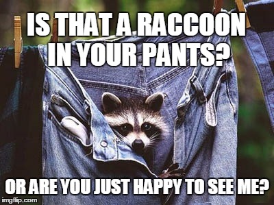 Old fav | IS THAT A RACCOON IN YOUR PANTS? OR ARE YOU JUST HAPPY TO SEE ME? | image tagged in raccoon,joke,meme | made w/ Imgflip meme maker