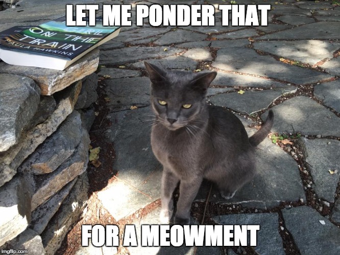 The Meowment We've All Been Waiting For! | LET ME PONDER THAT; FOR A MEOWMENT | image tagged in cats,cool cat stroll,meow,feline,meowmers | made w/ Imgflip meme maker