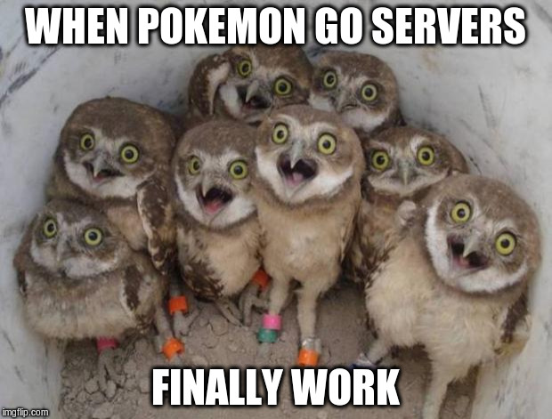 Excited Owls | WHEN POKEMON GO SERVERS; FINALLY WORK | image tagged in excited owls | made w/ Imgflip meme maker