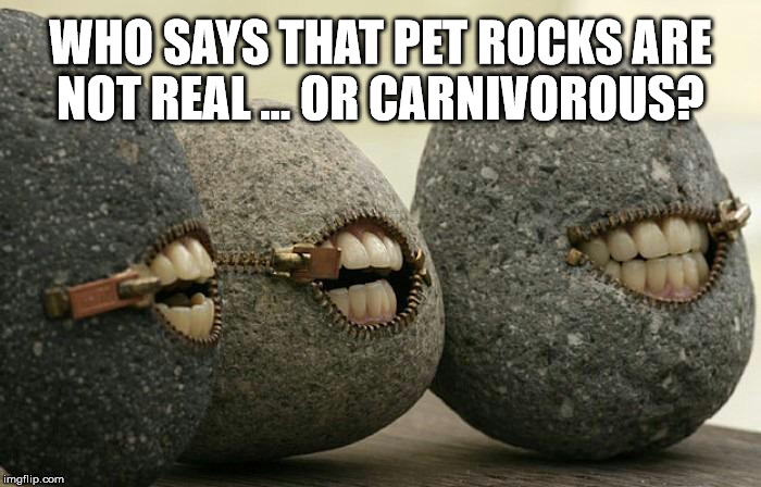 Pet Rocks are  Real | WHO SAYS THAT PET ROCKS ARE NOT REAL … OR CARNIVOROUS? | image tagged in pet rocks | made w/ Imgflip meme maker