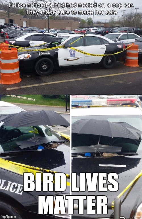 BIRD LIVES MATTER | image tagged in lives matter,police | made w/ Imgflip meme maker