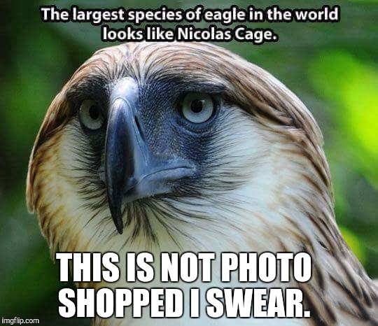 No photoshop | THIS IS NOT PHOTO SHOPPED I SWEAR. | image tagged in nicolas cage,eagles | made w/ Imgflip meme maker