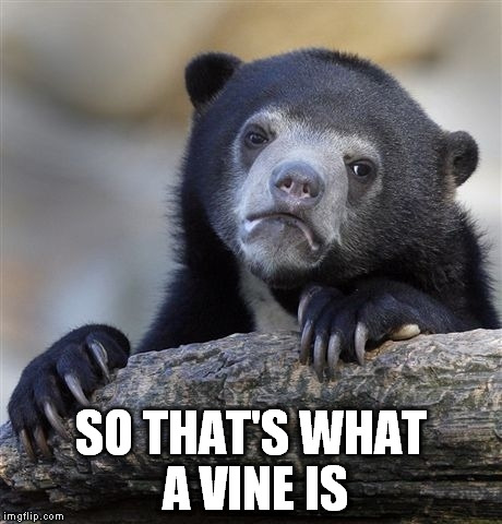 Confession Bear Meme | SO THAT'S WHAT A VINE IS | image tagged in memes,confession bear | made w/ Imgflip meme maker