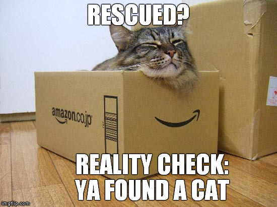 Cat | RESCUED? REALITY CHECK:      YA FOUND A CAT | image tagged in rescue | made w/ Imgflip meme maker