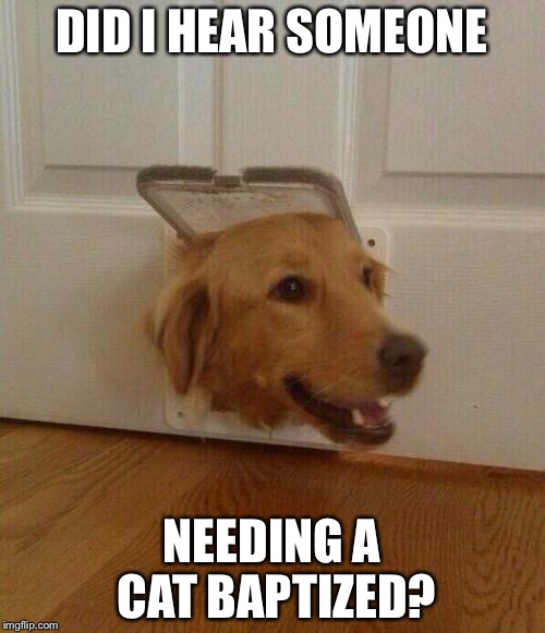 Dog door | DID I HEAR SOMEONE; NEEDING A CAT BAPTIZED? | image tagged in dog door | made w/ Imgflip meme maker