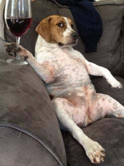 Dog Holding Wine Glass Blank Meme Template