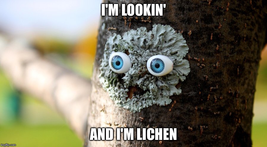 I'm Lookin' and I'm Lichen | I'M LOOKIN'; AND I'M LICHEN | image tagged in looking,like,seal of approval | made w/ Imgflip meme maker