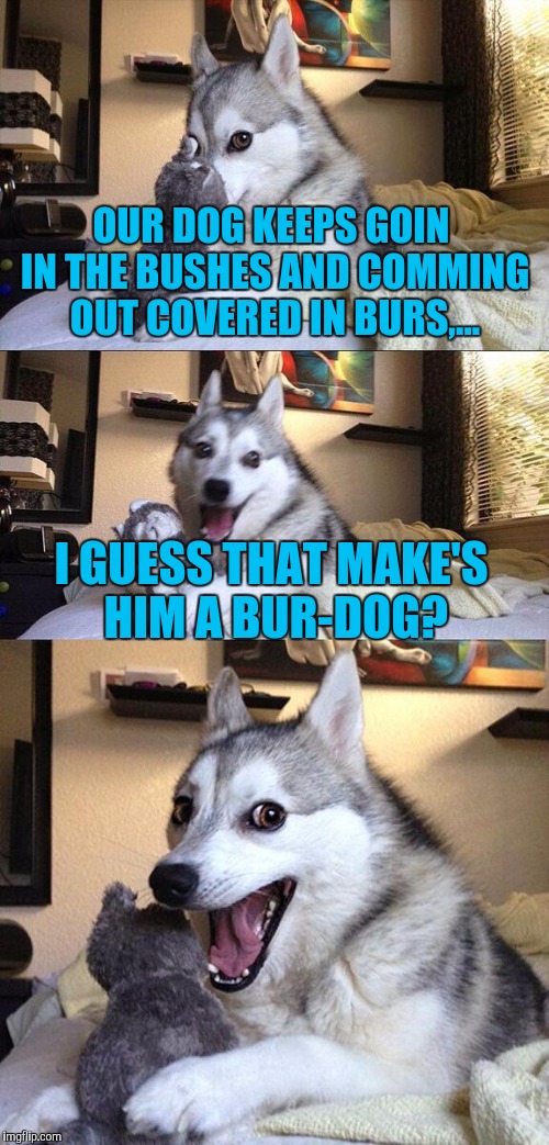 Bad Pun Dog | OUR DOG KEEPS GOIN IN THE BUSHES AND COMMING OUT COVERED IN BURS,... I GUESS THAT MAKE'S HIM A BUR-DOG? | image tagged in memes,bad pun dog | made w/ Imgflip meme maker