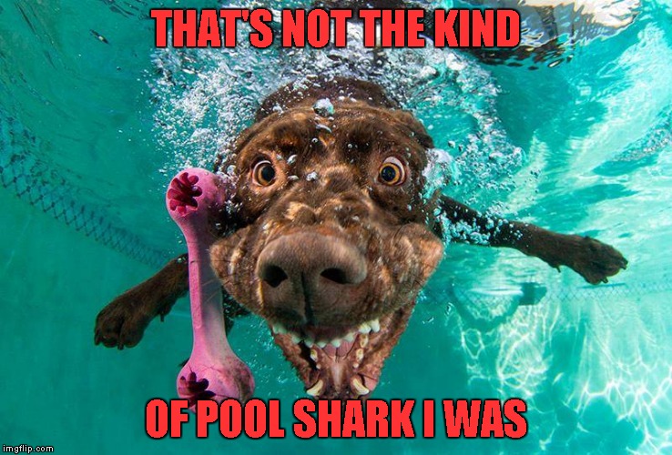 THAT'S NOT THE KIND OF POOL SHARK I WAS | made w/ Imgflip meme maker