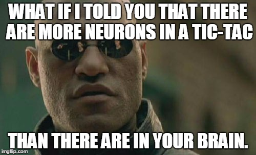 Matrix Morpheus | WHAT IF I TOLD YOU THAT THERE ARE MORE NEURONS IN A TIC-TAC; THAN THERE ARE IN YOUR BRAIN. | image tagged in memes,matrix morpheus | made w/ Imgflip meme maker