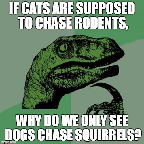 Philosoraptor | IF CATS ARE SUPPOSED TO CHASE RODENTS, WHY DO WE ONLY SEE DOGS CHASE SQUIRRELS? | image tagged in memes,philosoraptor | made w/ Imgflip meme maker