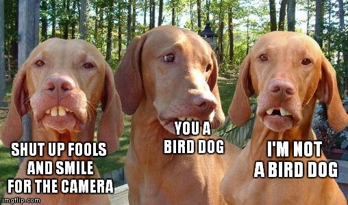 I'M NOT A BIRD DOG SHUT UP FOOLS AND SMILE FOR THE CAMERA YOU A BIRD DOG | made w/ Imgflip meme maker