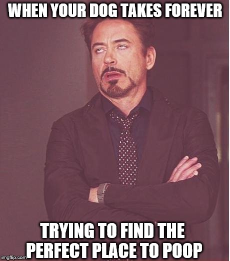 Every. F***ing. Time. | WHEN YOUR DOG TAKES FOREVER; TRYING TO FIND THE PERFECT PLACE TO POOP | image tagged in memes,face you make robert downey jr,dog,dog poop | made w/ Imgflip meme maker